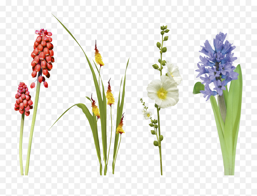 Download Hd Free Flower Leaf Grass Photo Overlays Overlay - Flowers In Gras Png,Flower Overlay Png
