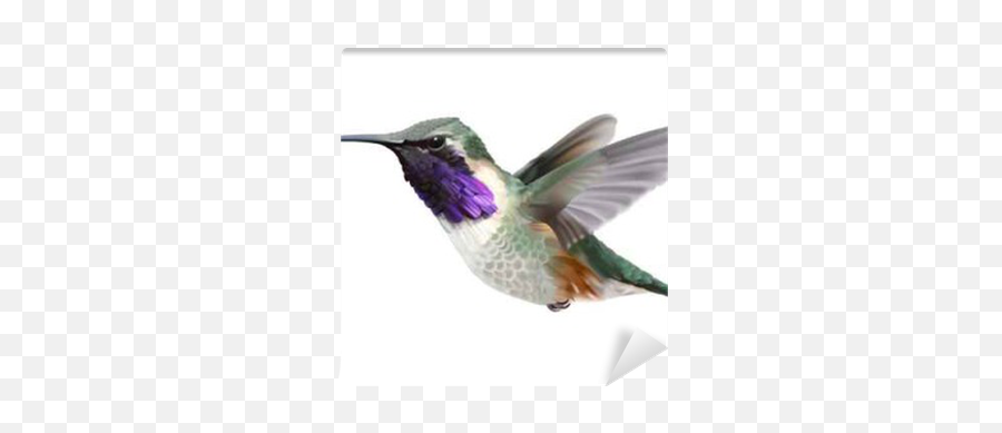 Flying Lucifer Hummingbird - Calothorax Lucifer Hand Drawn Vector Illustration Of A Hovering Male Lucifer Hummingbird With Iridescent Magentapurple Calothorax Lucifer Png,Hummingbird Transparent Background