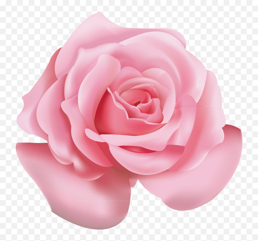 Pink Rose Png Hd - Transparent Pink Flower Png,Pink Roses Png