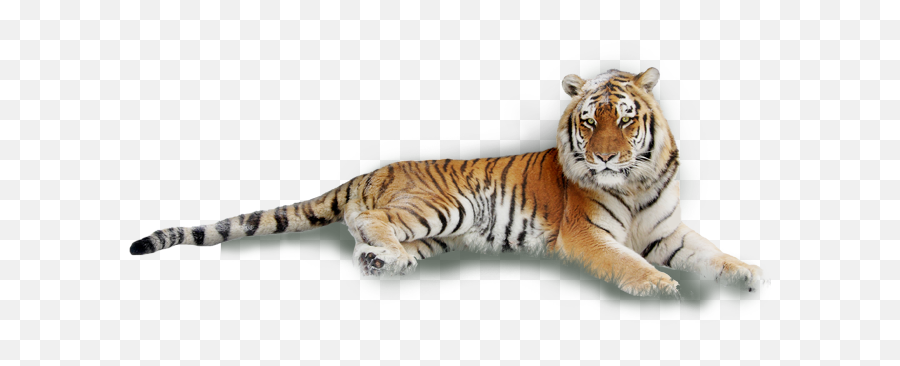 Angry Tiger - Tiger Laying Down White Background Tiger Lying Down Png,Tiger Transparent Background