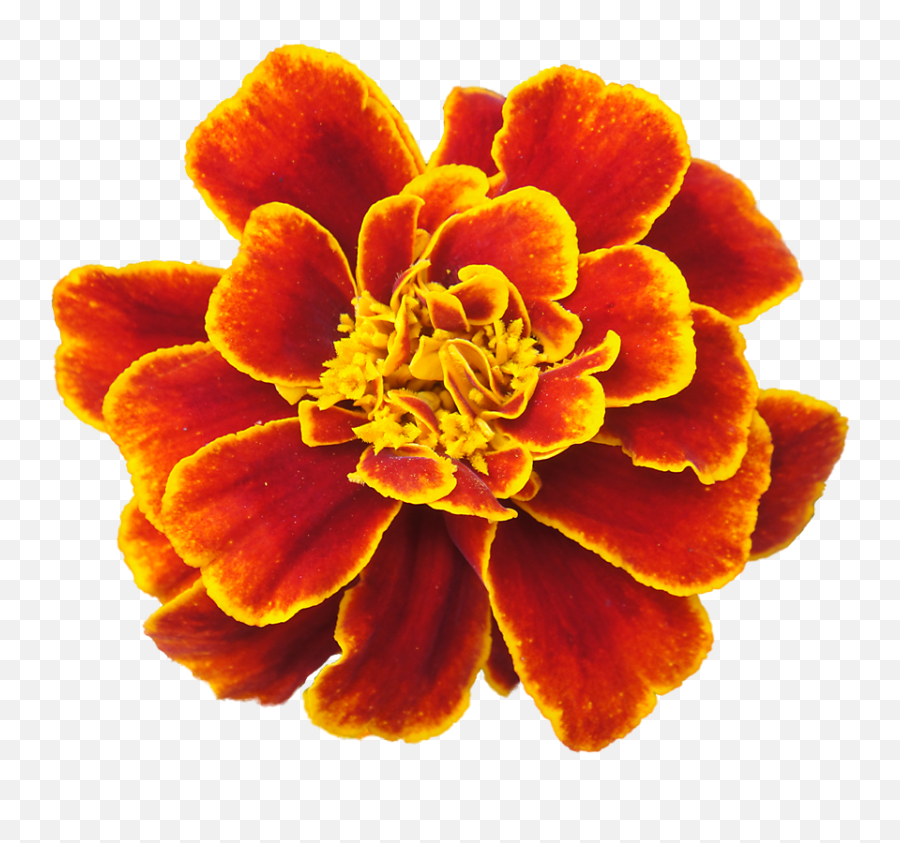 Download Marigold Png Clipart - Marigold Flower Drawing,Marigold Png