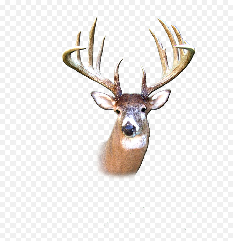 Bucks - Bearsstags Transparent Buck Head Png,Deer Transparent