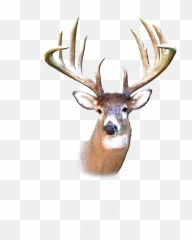 Bucks - Bearsstags Transparent Buck Head Png,Deer Transparent