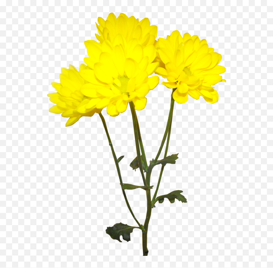 Image Royalty Free Library Forgetmenot Flowers - Yellow Chrysanthemum Flower Png,Chrysanthemum Png