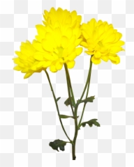 Image Royalty Free Library Forgetmenot Flowers - Yellow Chrysanthemum Flower Png,Chrysanthemum Png