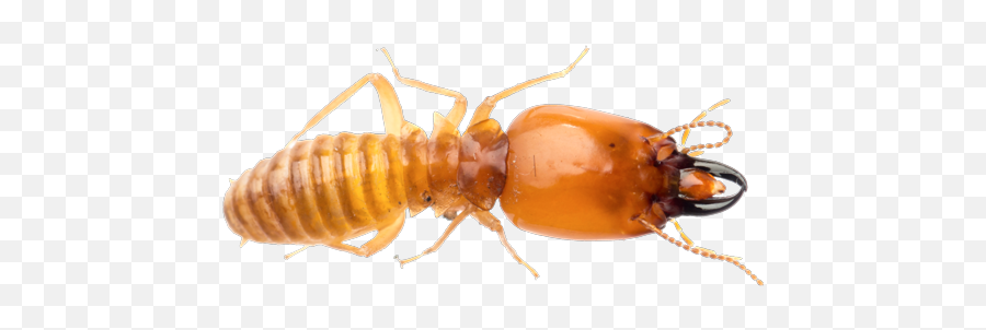 Termite Png Transparent - Termite Transparent Background,Termite Png