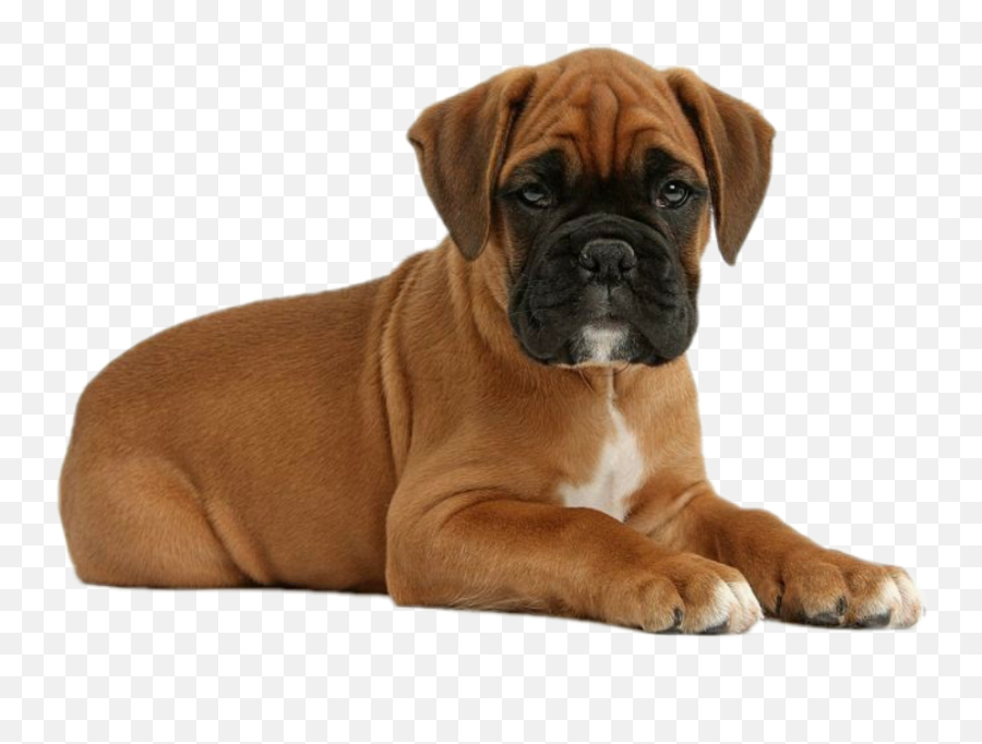 Download Cute Boxer Puppies - Boxer Puppy Full Size Png Boxer Puppies Transparent Background,Puppies Png