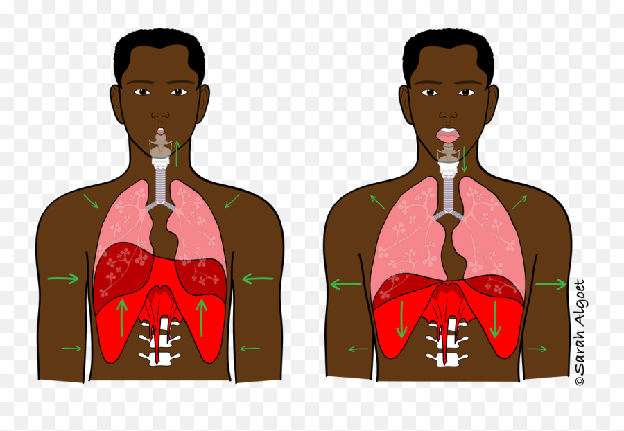 Breath - Voicescienceworks Do We Make Sound With Our Voices Png,Muscle Png