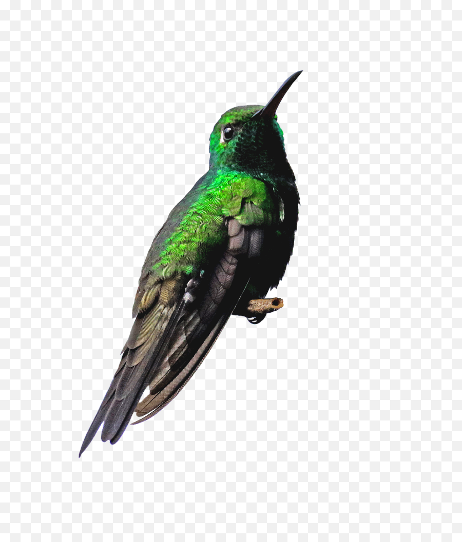 Cuba Cienaga De Zapata Hummingbird - Green Humming Bird Png,Hummingbird Png