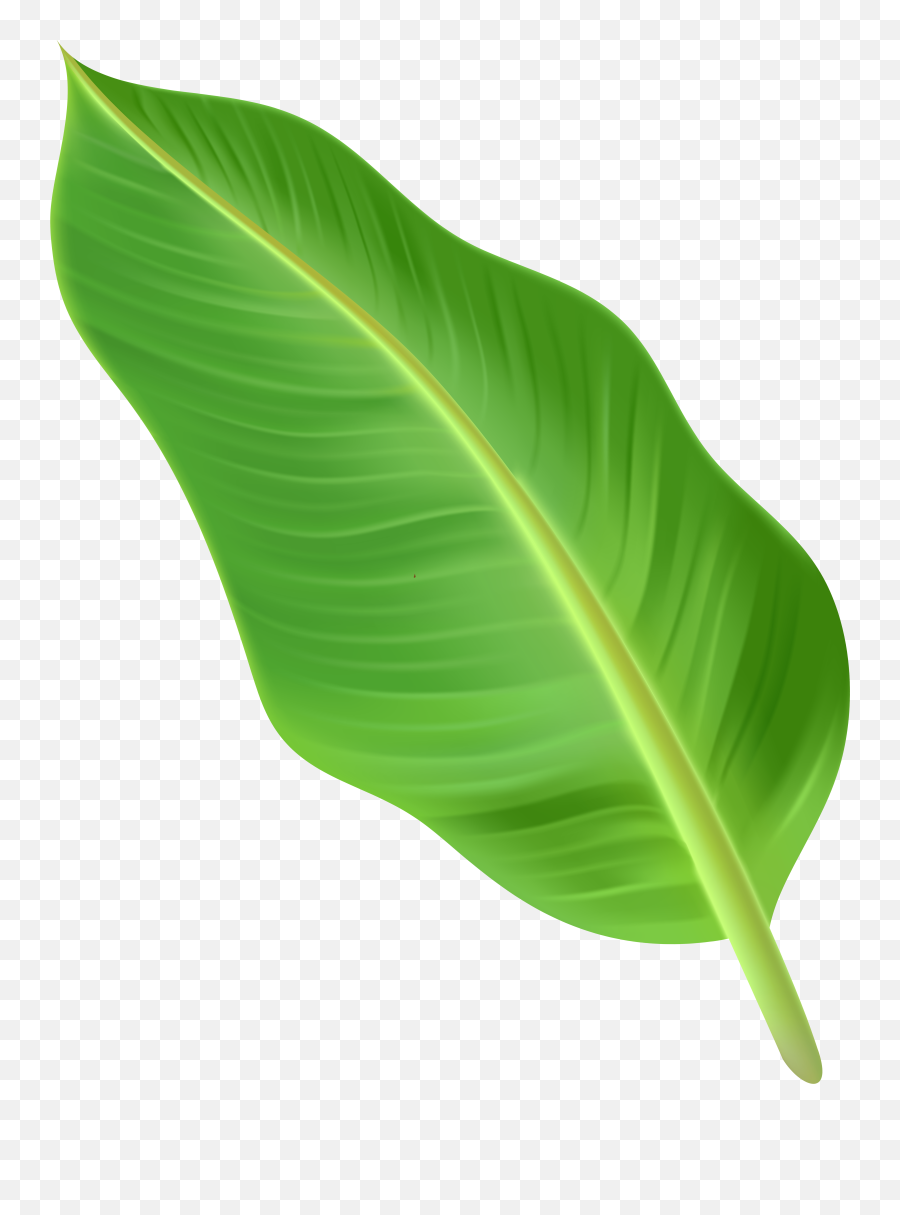 Palm Leaf Clipart Transparent Png Tree Leaves