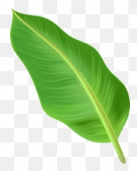 Palm Leaf Clipart Transparent Png