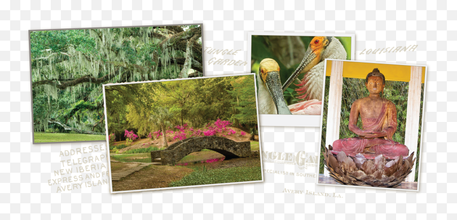 Jungle Gardens - Dharma Png,Botanical Garden Icon