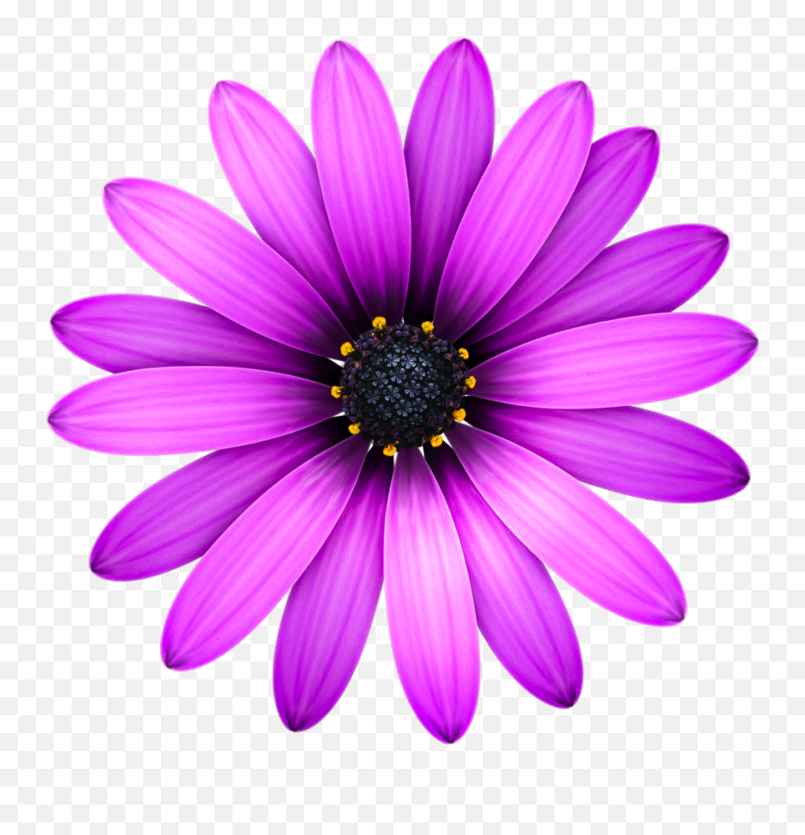 Sublime Text 3 - Clipart Purple Daisy Flower Png,Atom Yosemite Icon