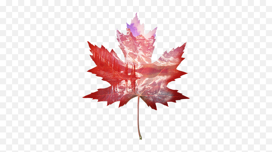 Canada Maple Leaf Carry - All Pouch Maple Leaf Canada Art Png,Canada Maple Leaf Png