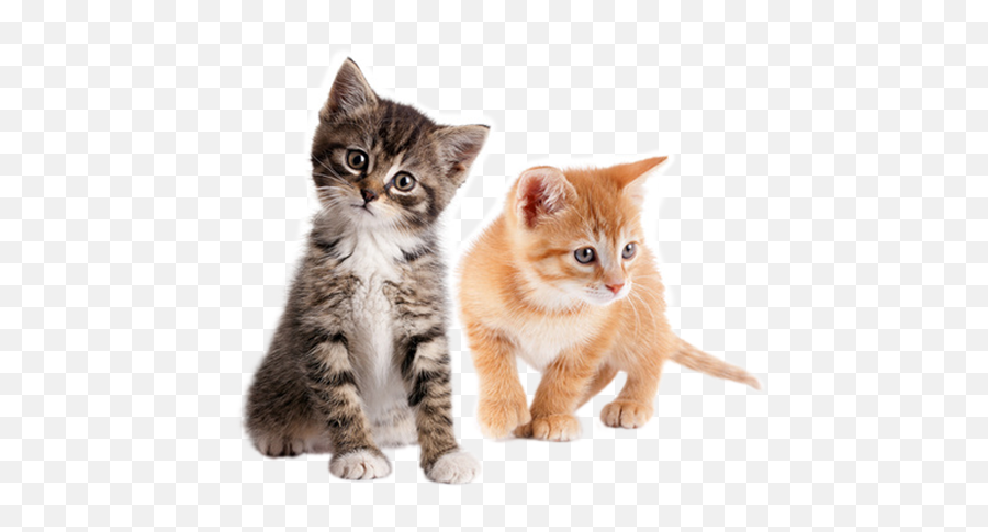 Kittens Transparent Blank Background - Kittens Png,Kitten Transparent Background