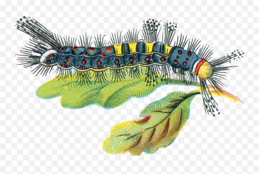 Caterpillar Png - Caterpillar Uk Illustration,Caterpillar Transparent Background