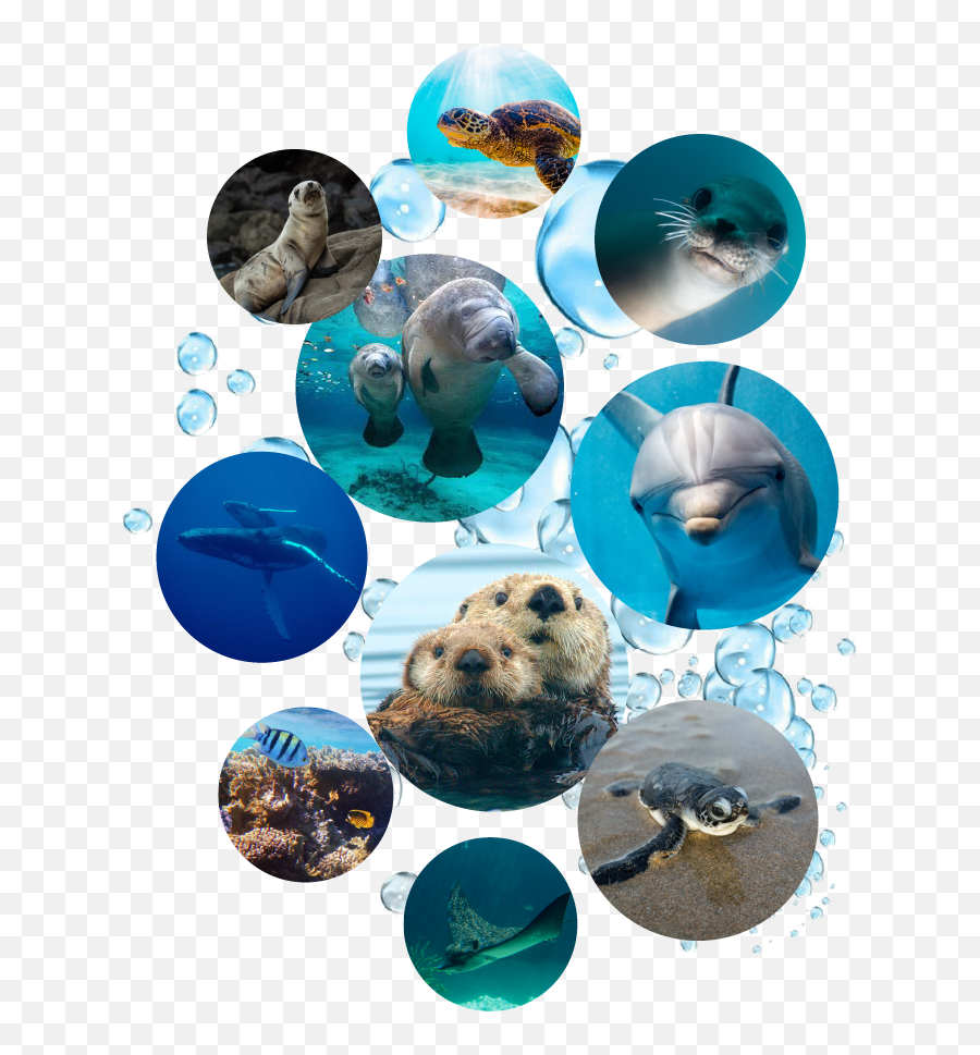 Homepage Archive Dropzone U2014 Sea Life Love - Sea Otter Png,Sea Otter Icon