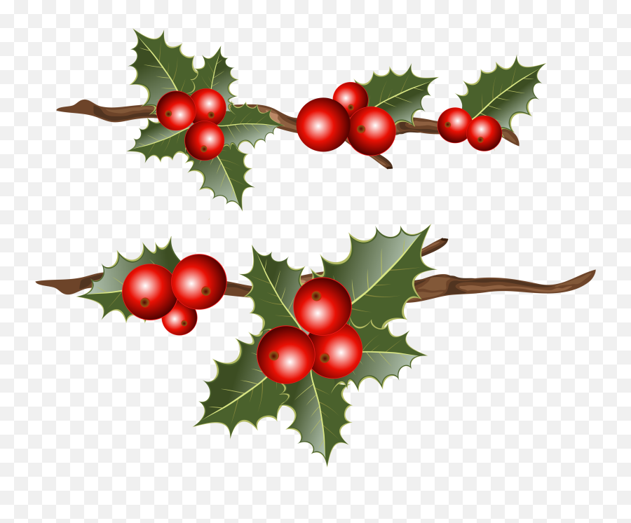 Common Holly Christmas Mistletoe Clip Art - Holly Branches Transparent Holly Berry Png,Christmas Holly Png