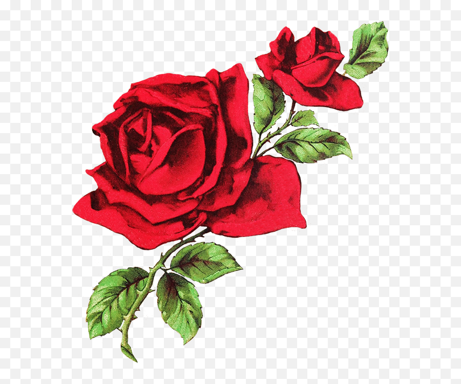 Beautiful Free Rose Clipart - Red Rose Drawing Png,Red Rose Png
