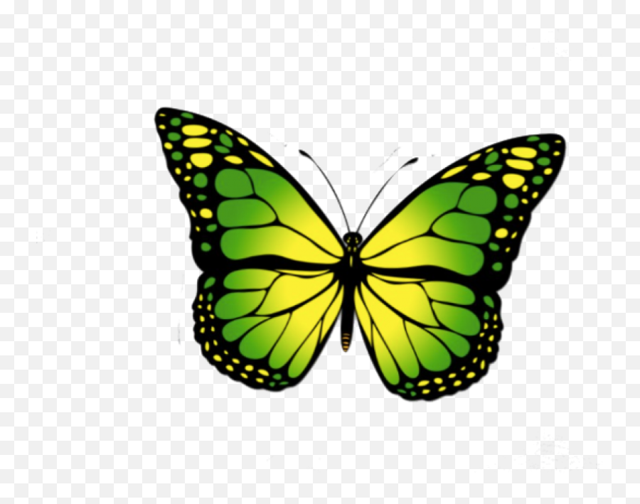Green Butterfly Png - Redbubble Butterfly Sticker,Monarch Butterfly Png