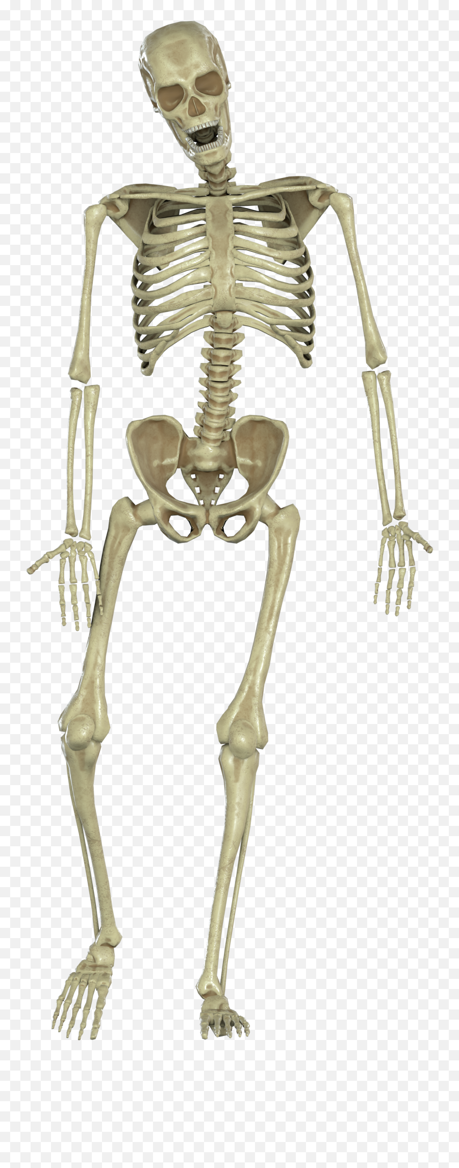 Skeleton - Skeleton Png,Skeletons Png