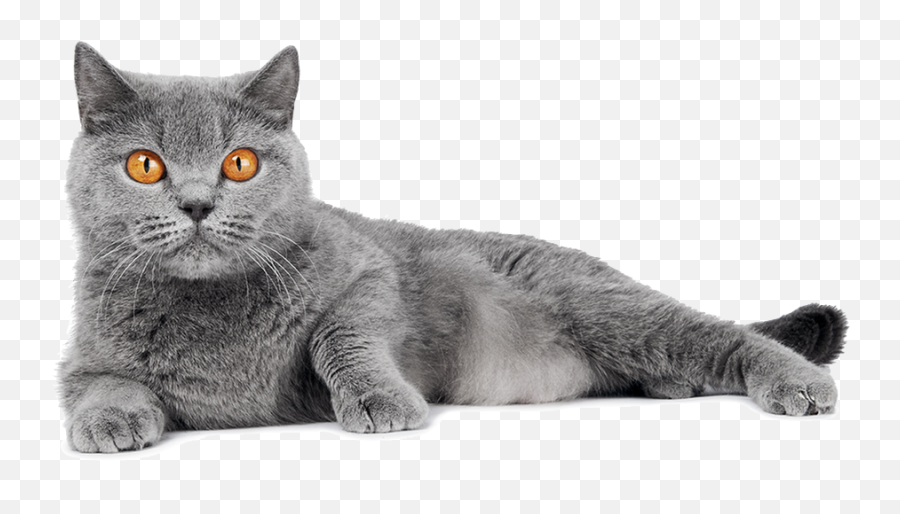 About Us - Gray Hair Orange Eye Cat Png,Cat Png Transparent