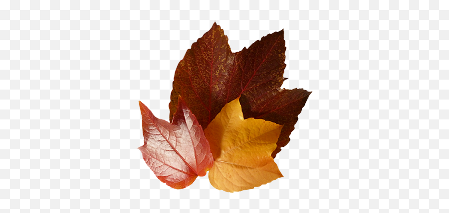 Fall Leaves Clip Art - Beautiful Autumn Clipart U0026 Graphics Maple Leaf Png,Autumn Leaves Png