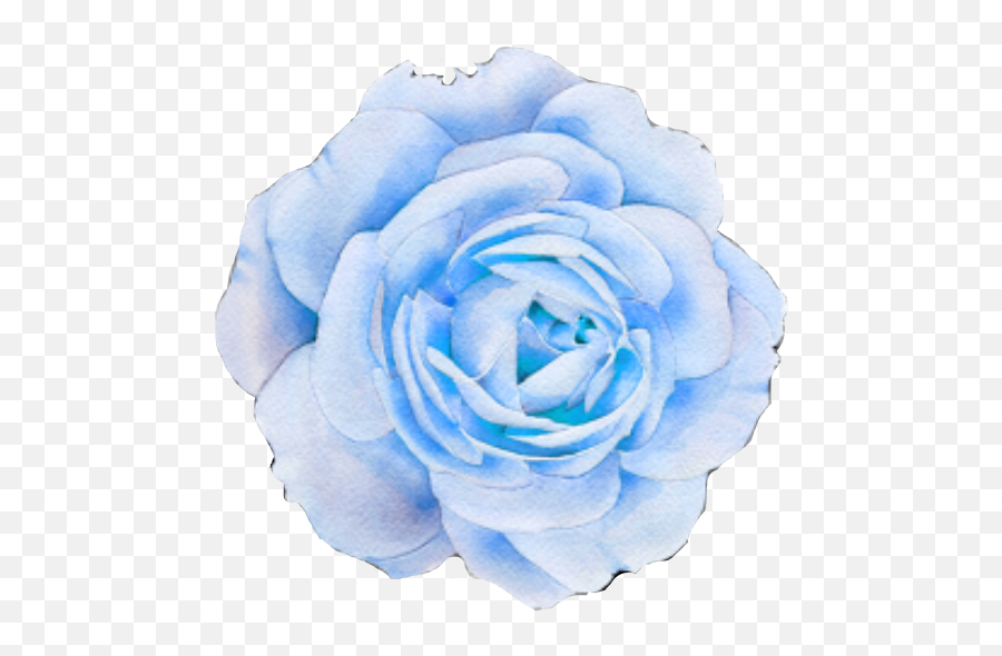 Flower Blue Blueflower Smeraldo Smeraldoflower Freetoed - Aesthetic Purple Flower Transparent Png,Blue Flower Transparent Background