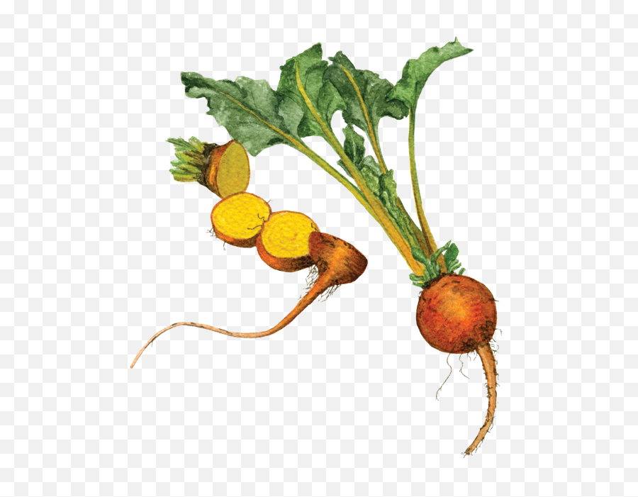 Golden Beets Helen Krayenhoff - Yellow Beet Png,Beet Png