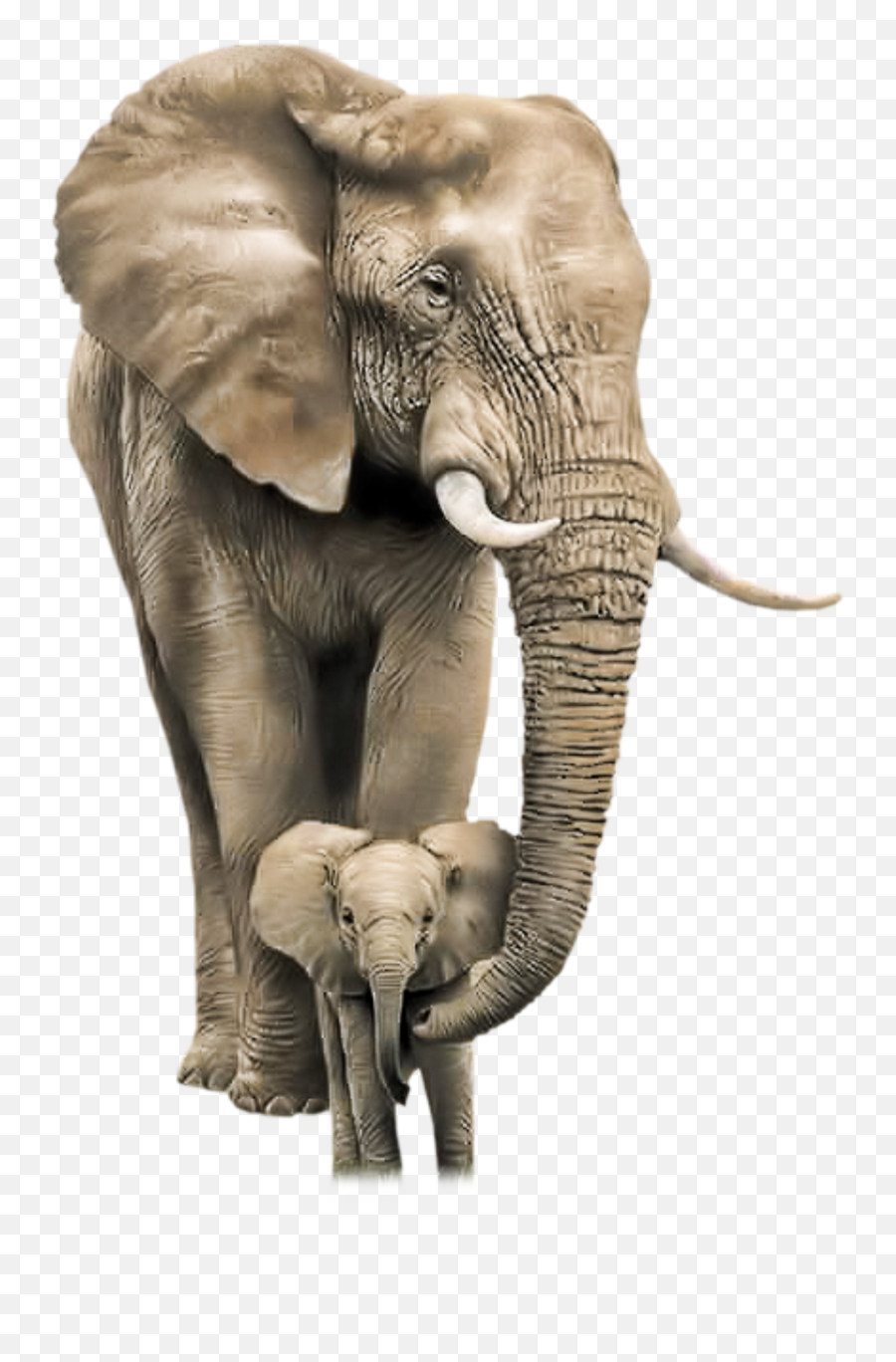 African Bush Elephant Mother Infant - Mother And Child Elephant Png,Baby Elephant Png