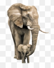 African Bush Elephant Mother Infant - Mother And Child Elephant Png,Baby Elephant Png