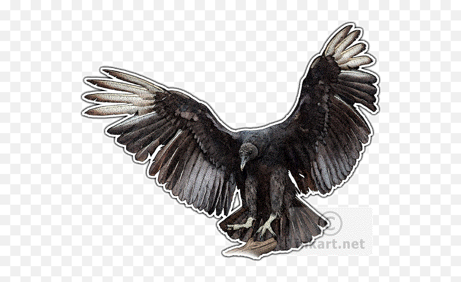 Black Vulture Decal - Black Vulture Line Drawing Png,Vulture Png