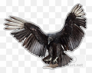 Black Vulture Decal - Black Vulture Line Drawing Png,Vulture Png
