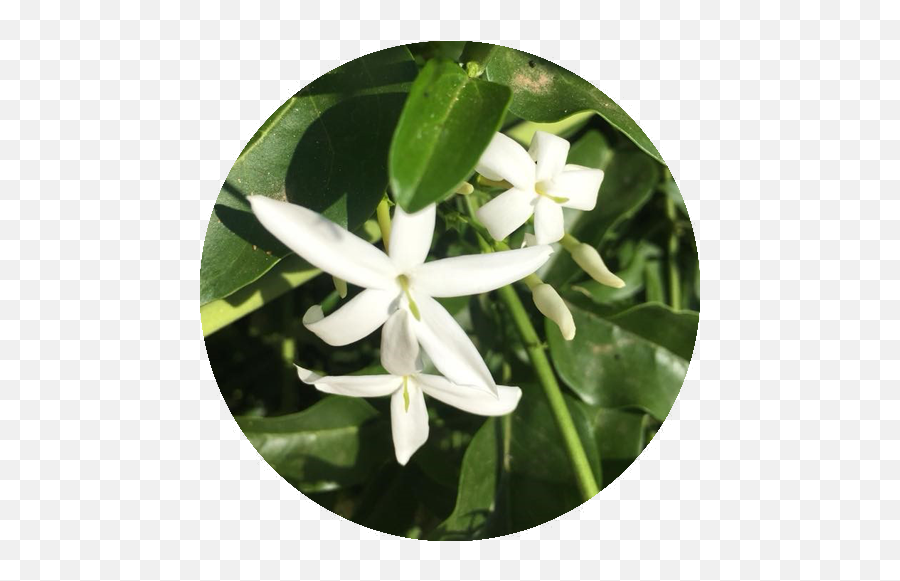 Jasmine Flower Essence Rhythm Of Beauty - Frangipani Png,Jasmine Png