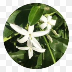 Jasmine Flower Essence Rhythm Of Beauty - Frangipani Png,Jasmine Png