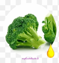 Huile De Brocoli Biologique - Bioflore Ma Planete Beaute Cooked Broccoli Png,Brocoli Png