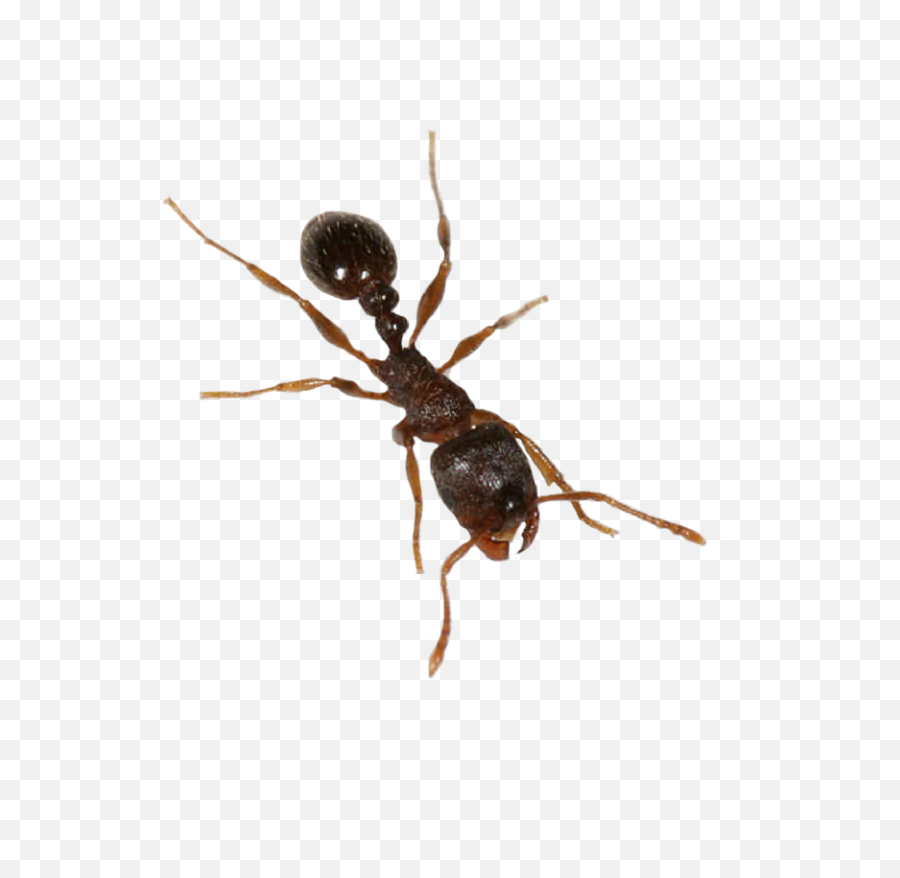 Ants Clipart Transparent Background - Pavement Ants Png,Ants Png