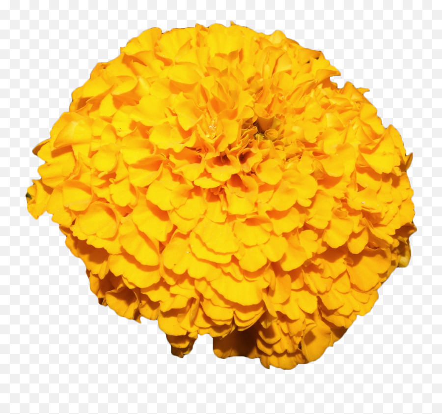 Png Mexican Marigold Flower Yellow - Marigold Transparent Background,Marigold Png