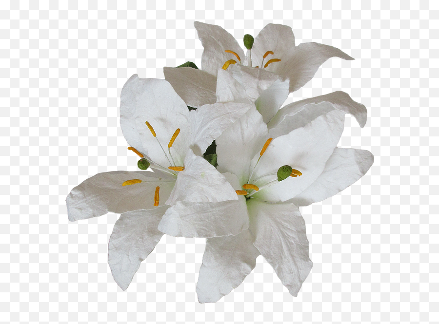Easter 2020 Wholesale - Hoh White Trillium Png,White Lily Png