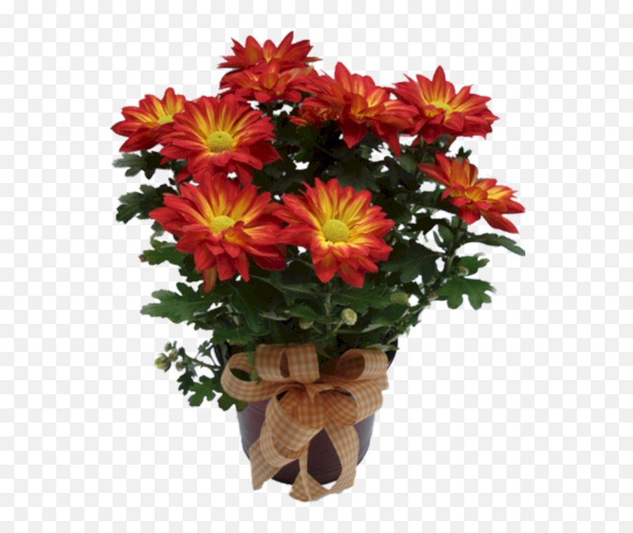 Chrysanthemum Cut Flowers Plant Flower For Easter - 883x1024 African Daisy Png,Chrysanthemum Png