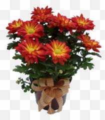 Chrysanthemum Cut Flowers Plant Flower For Easter - 883x1024 African Daisy Png,Chrysanthemum Png