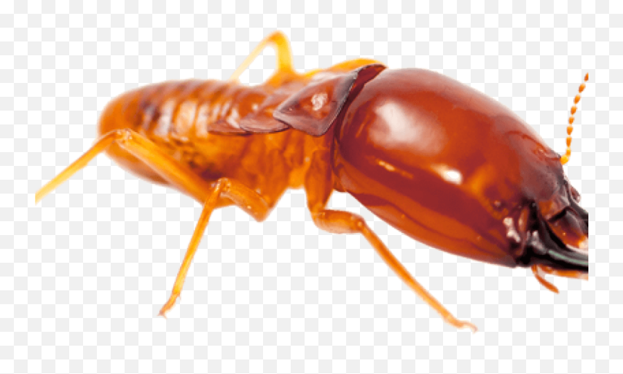 Termite Png File - Termite Compared To Ant,Termite Png
