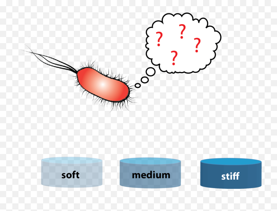 Download Rigidity Sensing In Bacteria - Staining Parquet Png,Bacteria Png