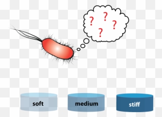 Download Rigidity Sensing In Bacteria - Staining Parquet png