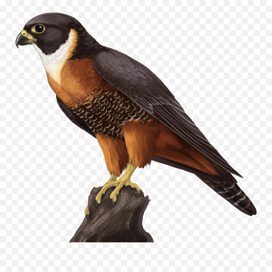 Falcon Png Transparent
