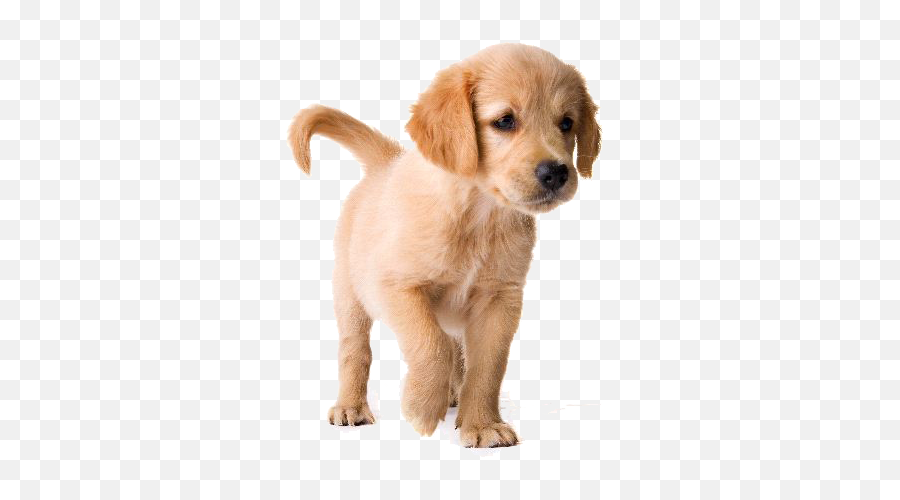 Golden Retriever Puppy Png Image - Golden Retriever Puppy Png,Cute Dog Png