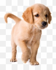 Golden Retriever Puppy Png Image - Golden Retriever Puppy Png,Cute Dog Png