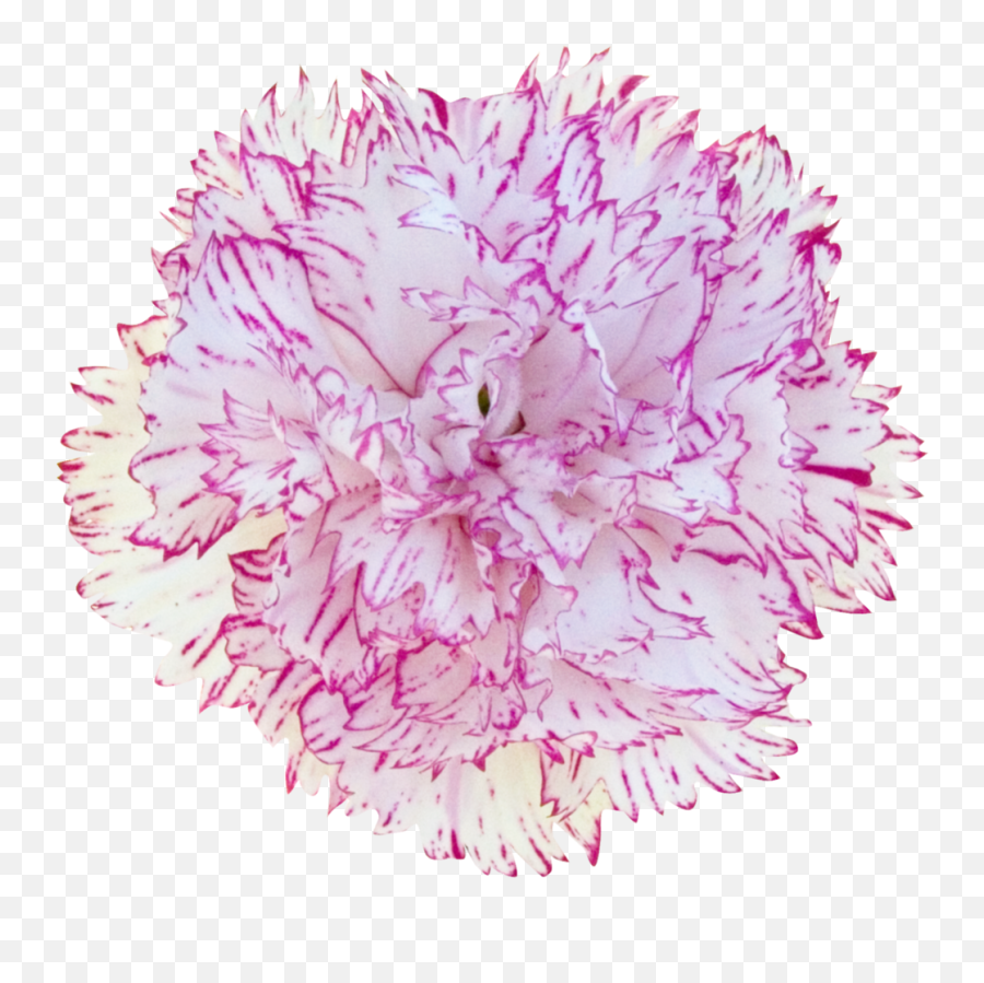 Carnation - Dianthus Dianthus Transparent Cartoon Jingfm Girly Png,Carnation Png