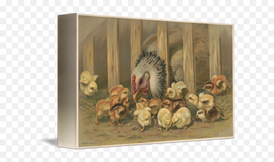 Vintage Chicken Baby Chicks Painting By Alleycatshirts Zazzle - Picture Frame Png,Baby Chick Png