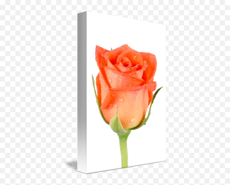 Beautiful Orange Rose Flower By Carlos Santos - Beautiful Orange Rose Flowers Png,Orange Flower Png